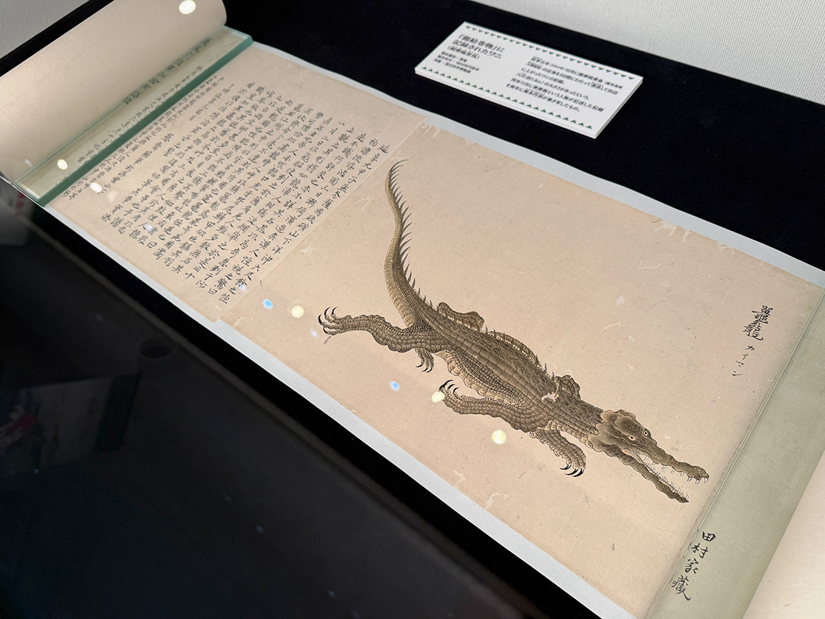国立科学博物館　企画展「ワニ」会場より　『龍絵巻物』に記録されたワニ（1800年代後半）