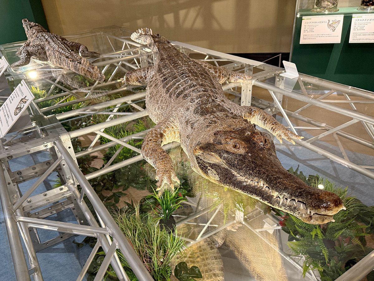 国立科学博物館　企画展「ワニ」会場より　国立科学博物館　企画展「ワニ」会場　アフリカクチナガワニ（剥製標本）