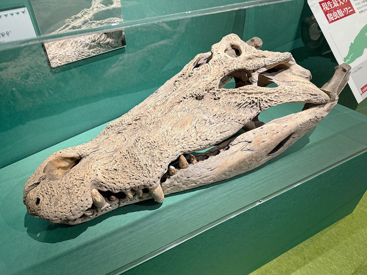 国立科学博物館　企画展「ワニ」会場より　イリエワニ（頭骨標本）
