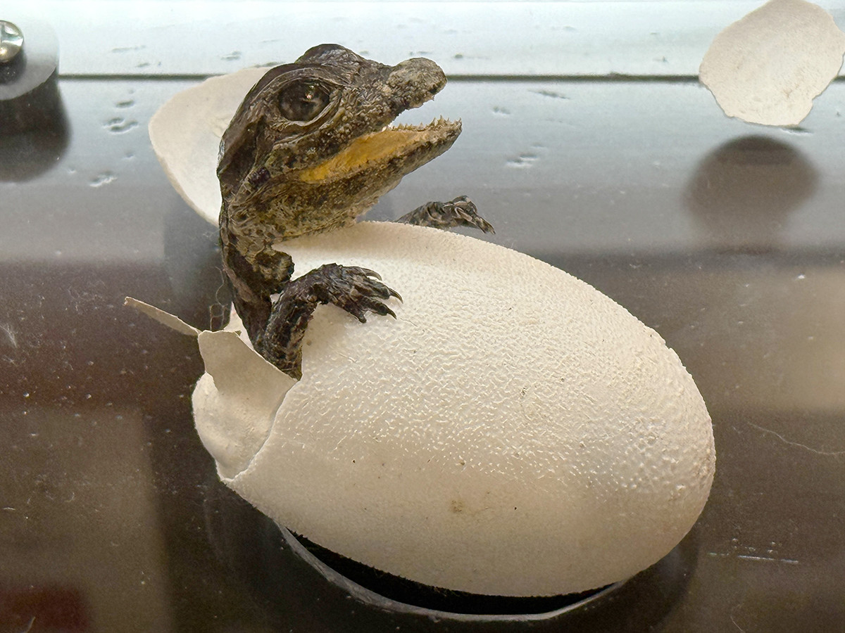 国立科学博物館　企画展「ワニ」会場より　クチヒロカイマン（孵化幼体剥製標本）