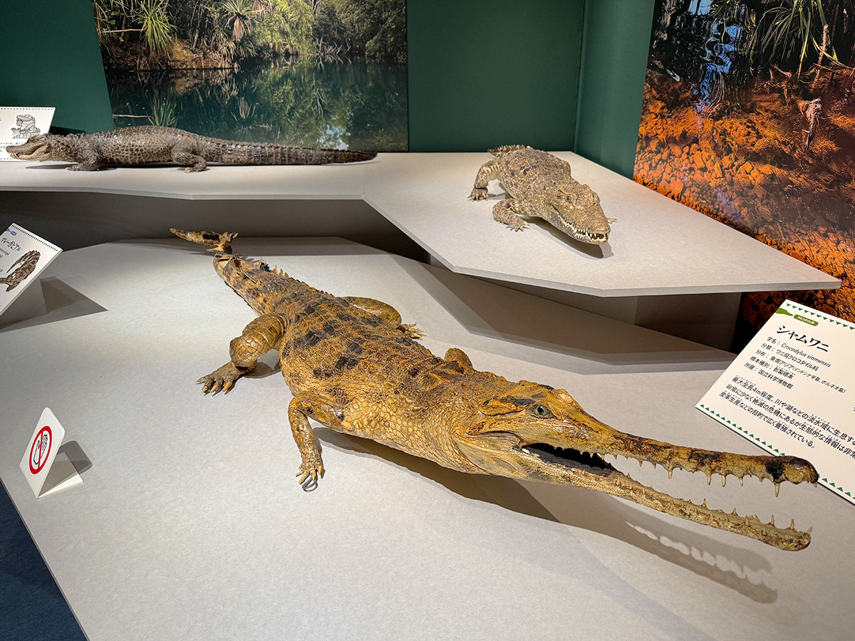 国立科学博物館　企画展「ワニ」会場より　国立科学博物館「ワニ」会場　マレーガビアル（剥製標本）