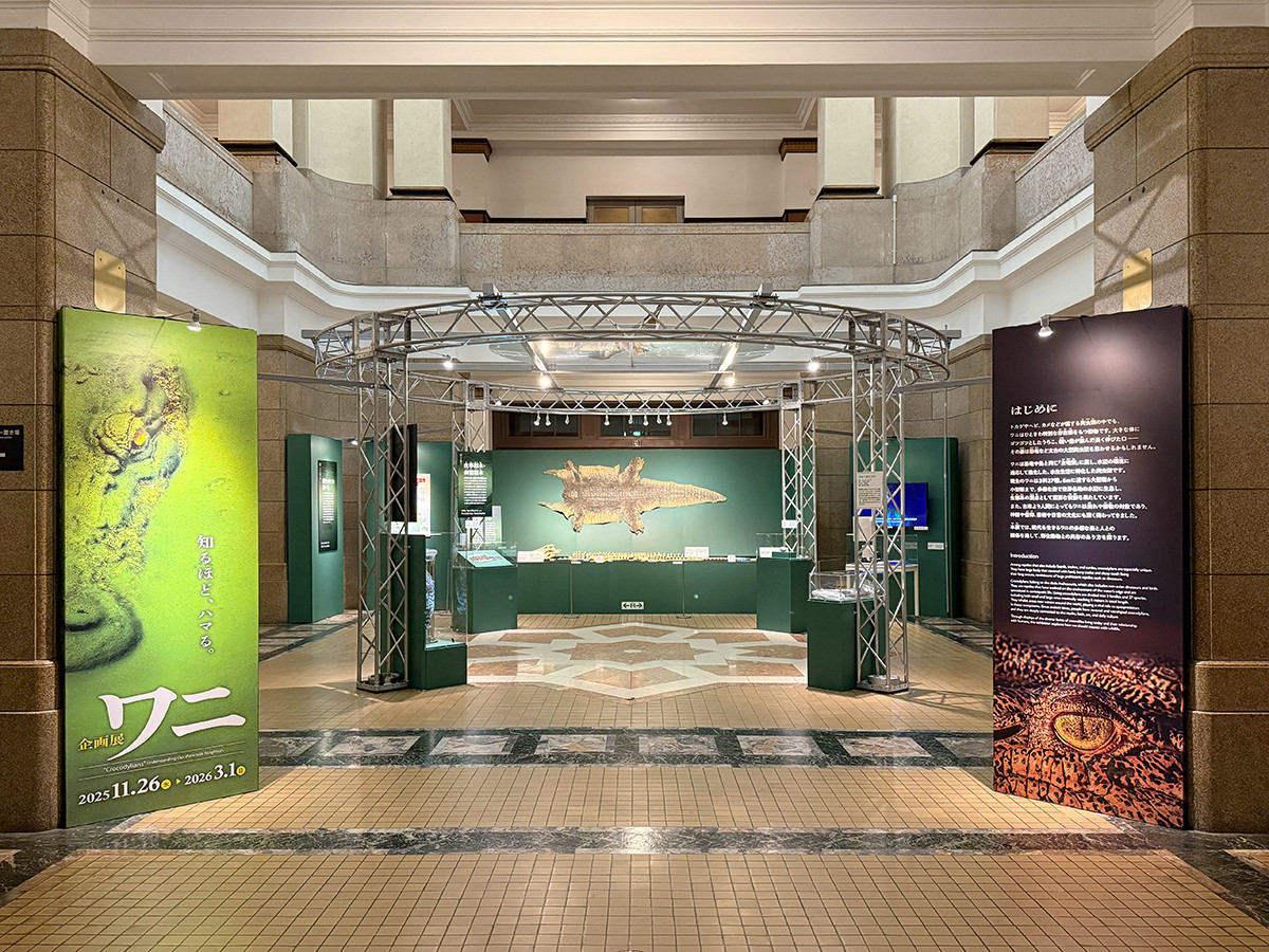 国立科学博物館　企画展「ワニ」会場