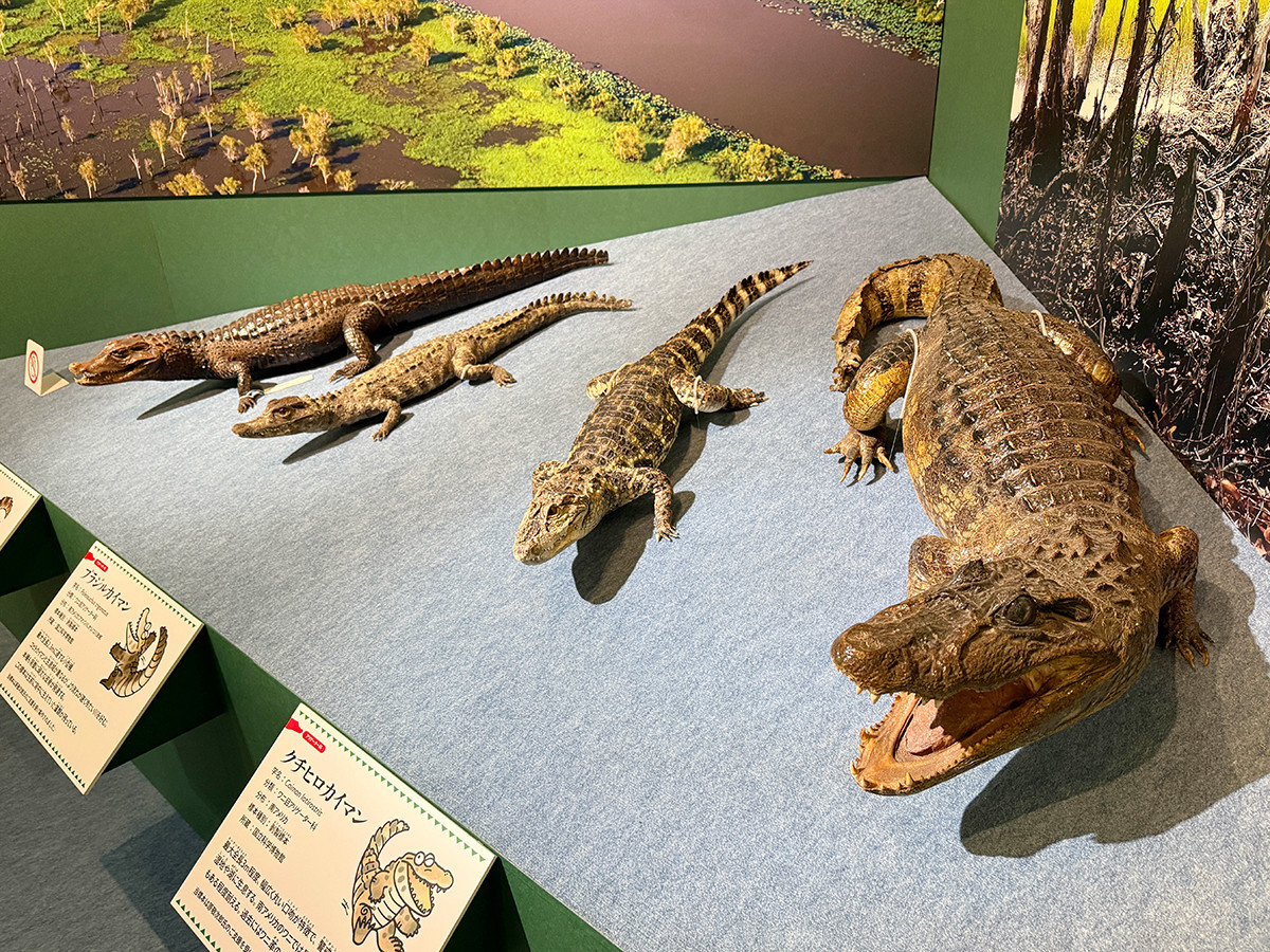 進化・生態・人との関係を総覧 ― 国立科学博物館　企画展「ワニ」（レポート）