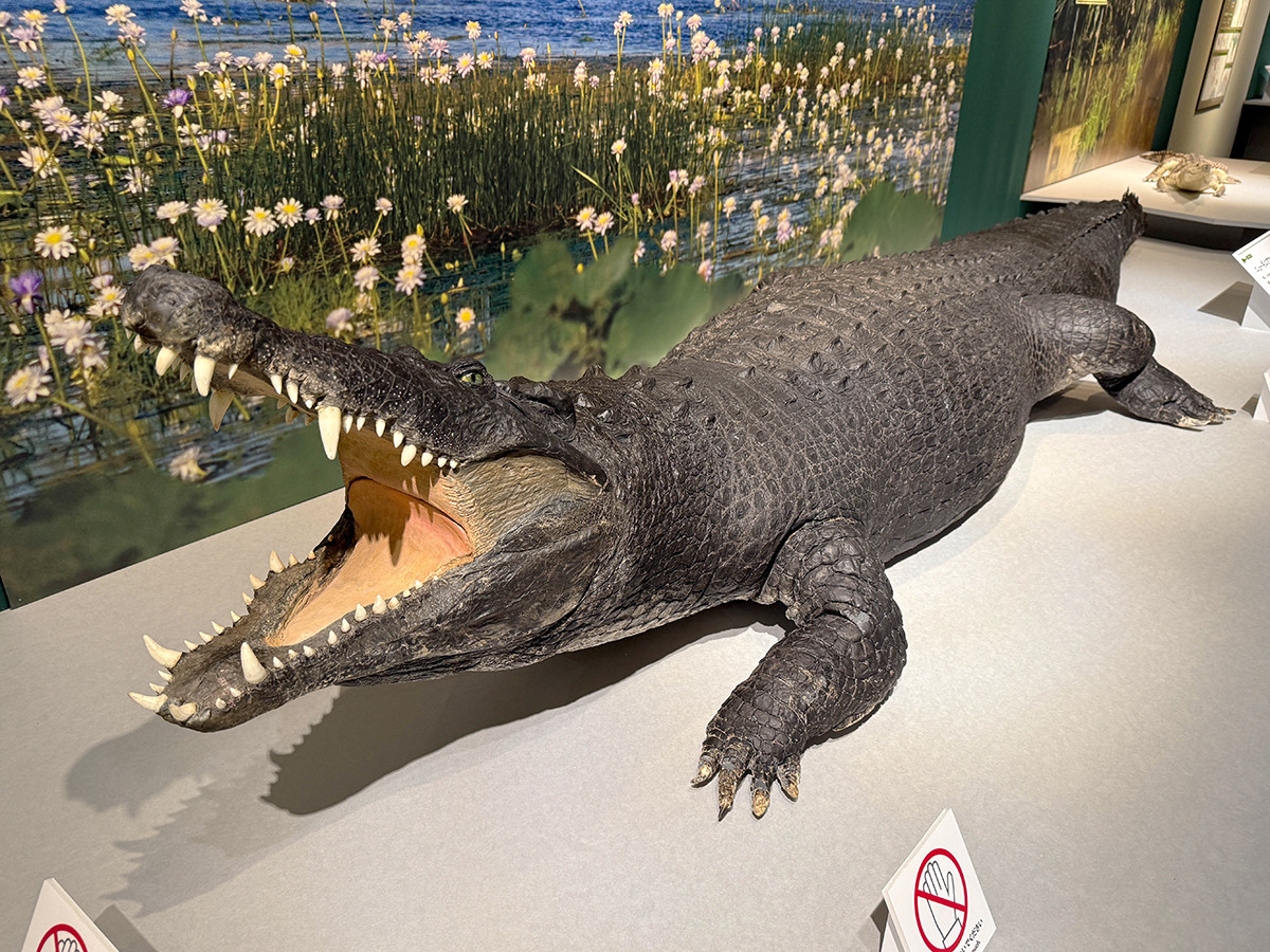 国立科学博物館　企画展「ワニ」会場より　国立科学博物館　企画展「ワニ」会場　ニューギニアワニ（剥製標本）