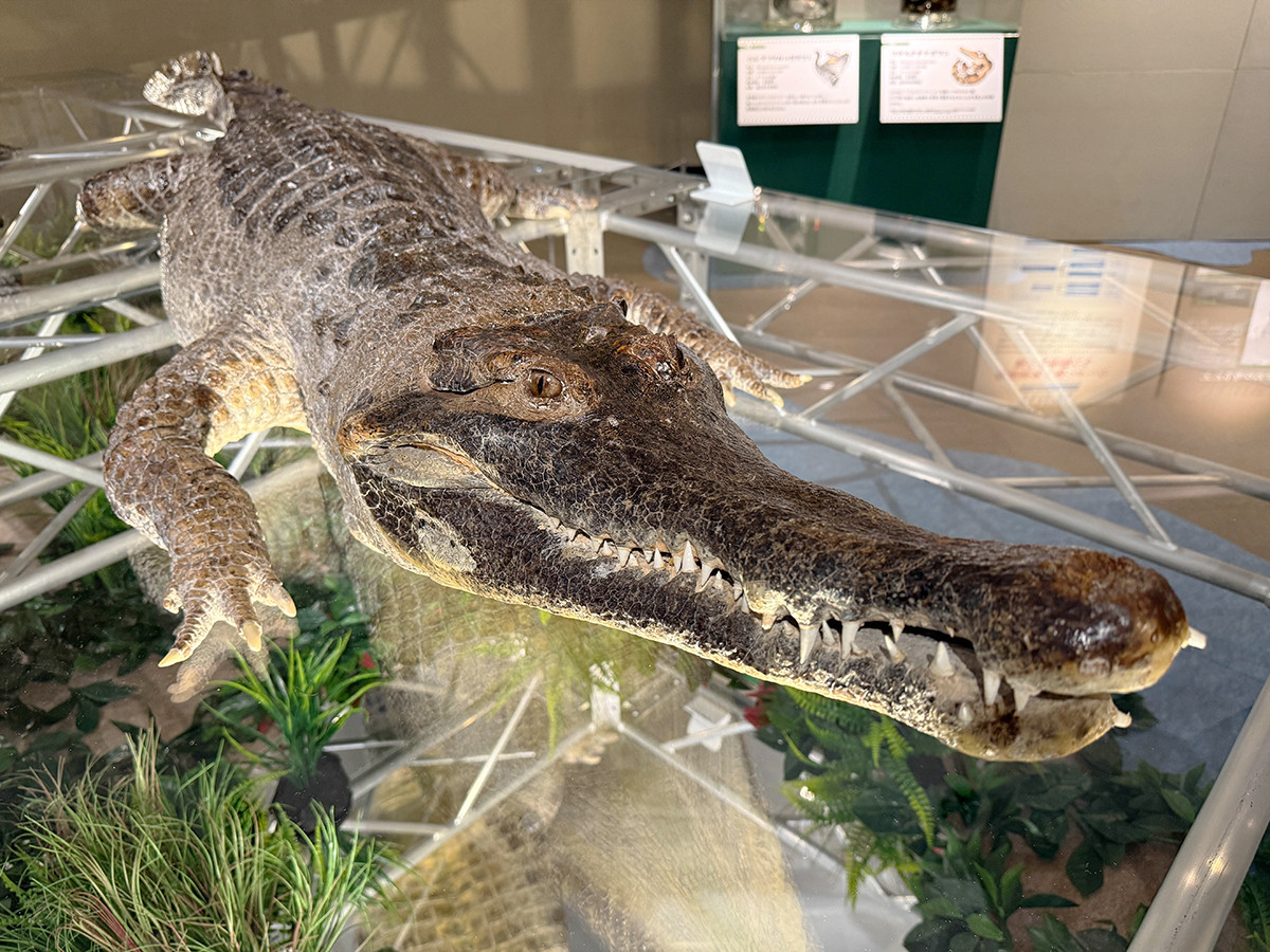 進化・生態・人との関係を総覧 ― 国立科学博物館　企画展「ワニ」（レポート）