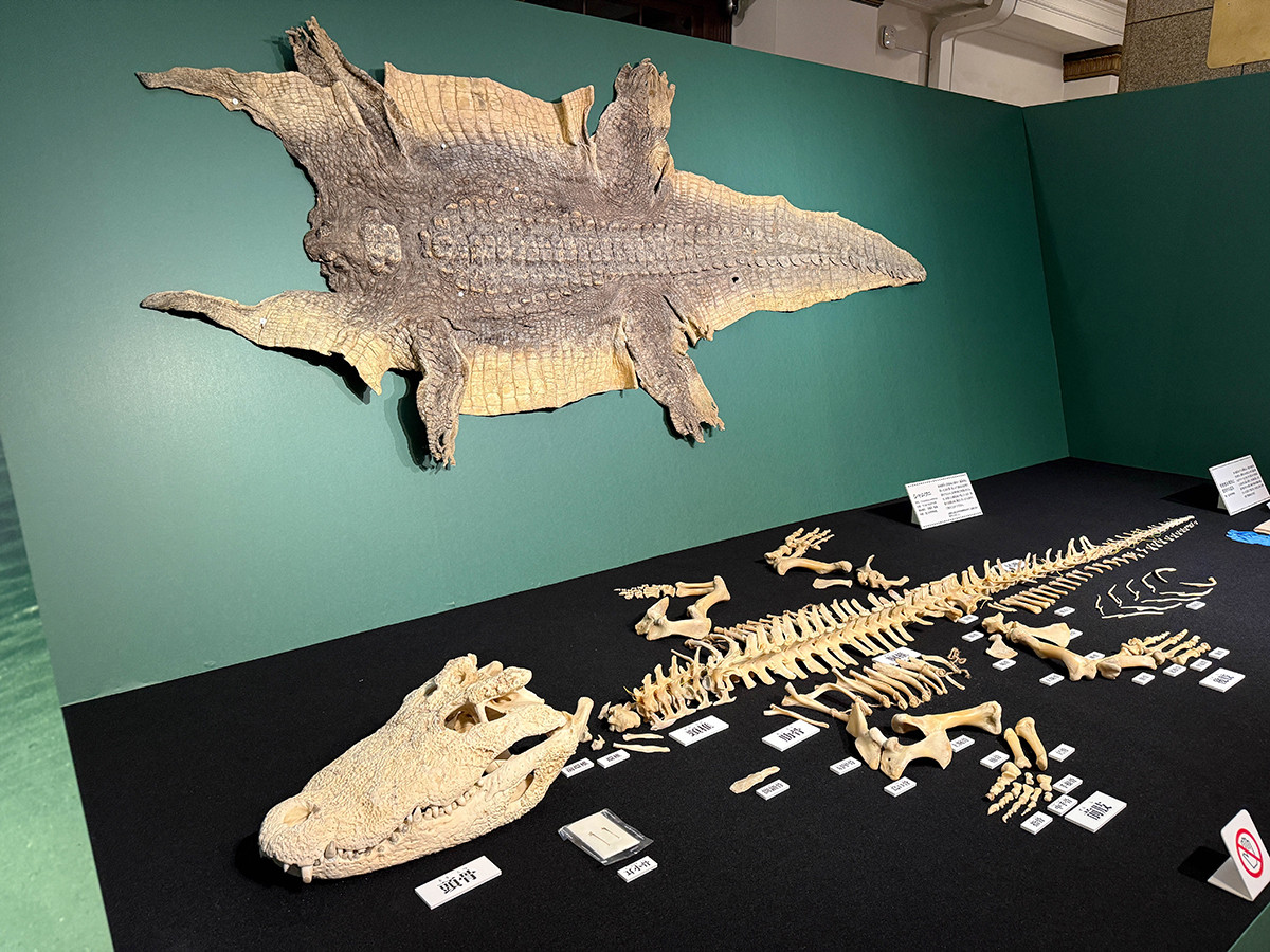 国立科学博物館　企画展「ワニ」会場より　シャムワニの骨格標本・皮標本