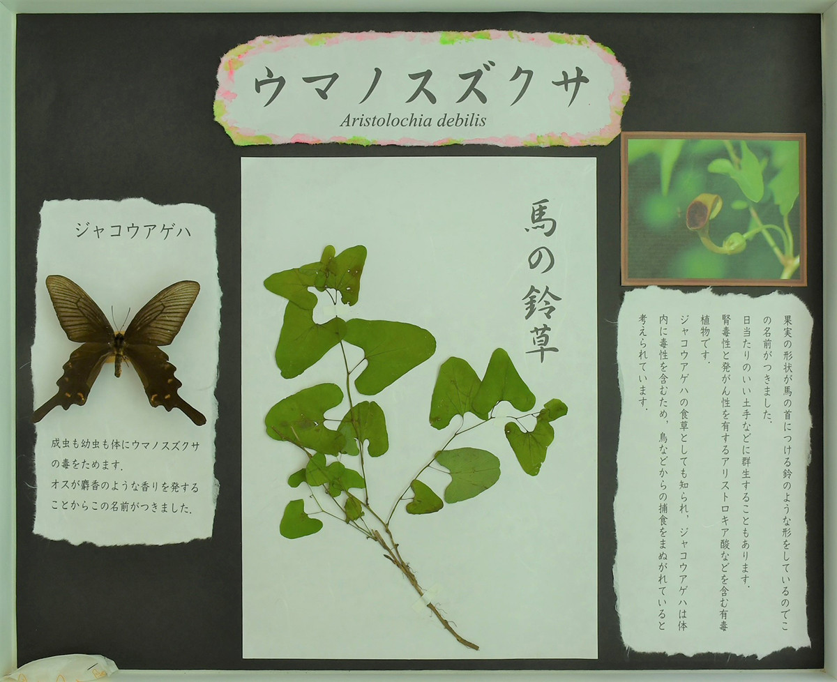 《ウマノスズクサ》