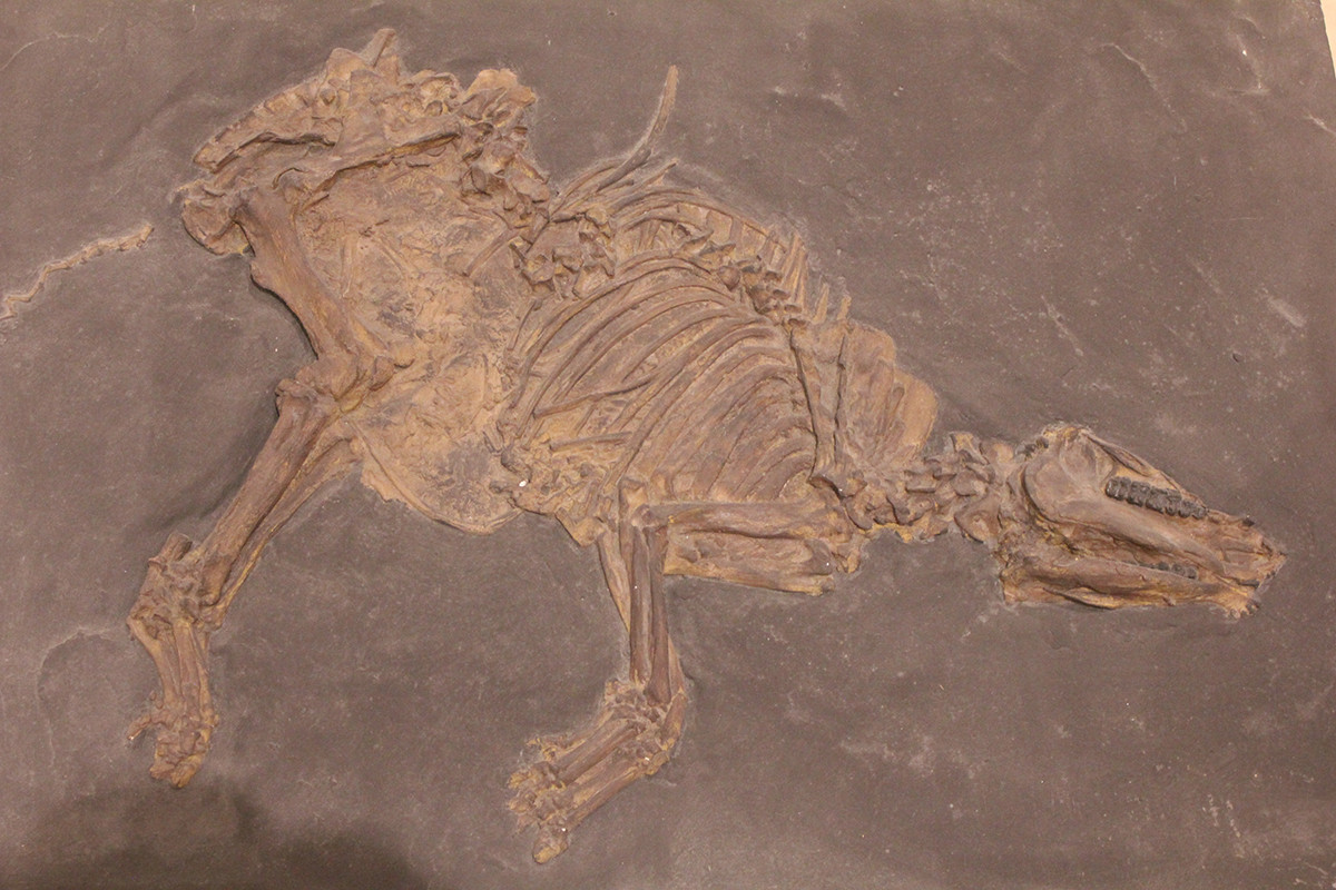 《パレオテリウム》