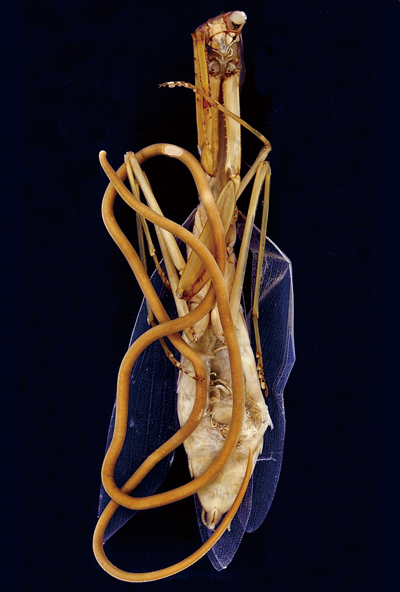 《ハリガネムシ》