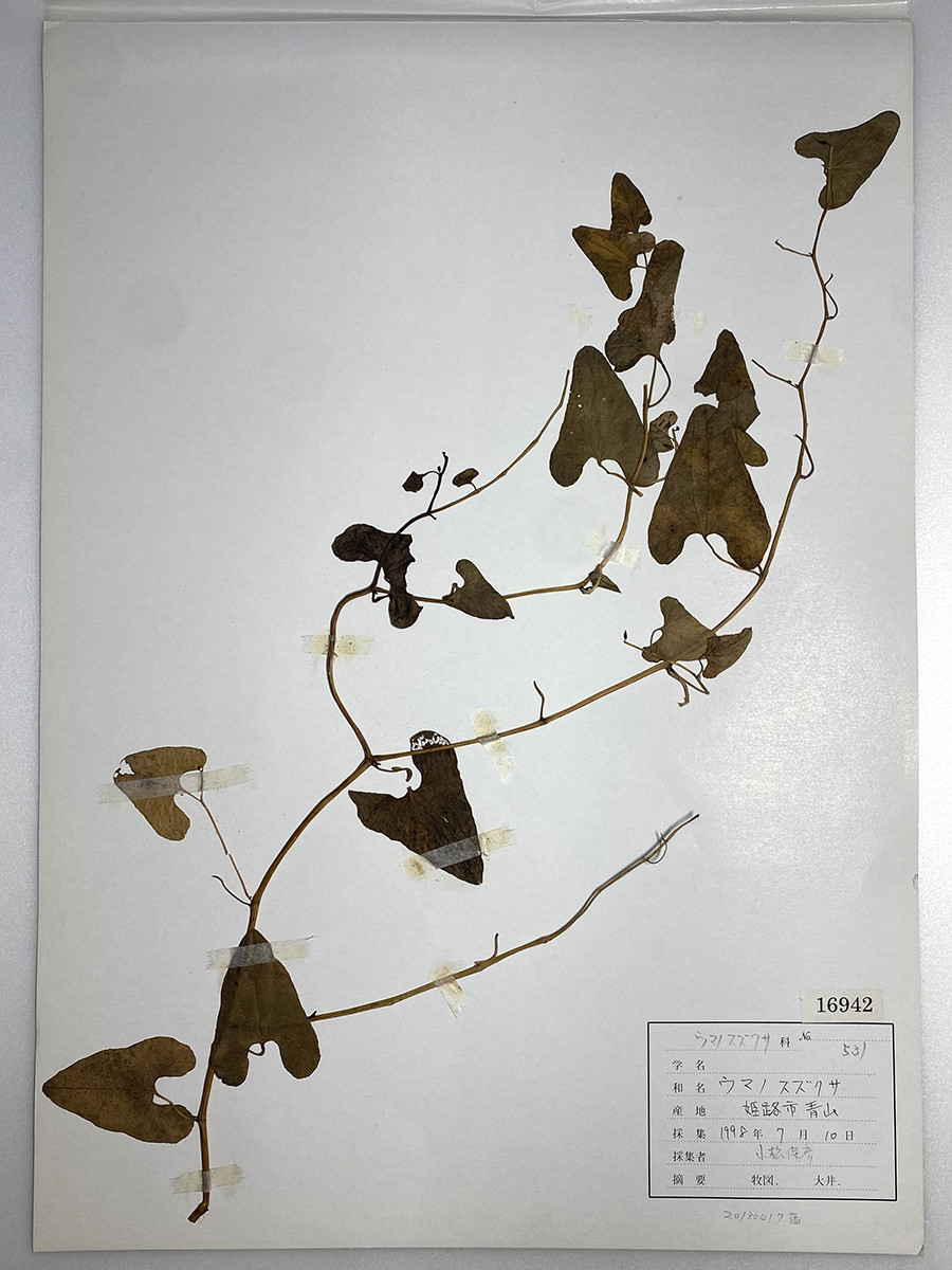 《ウマノスズクサ》