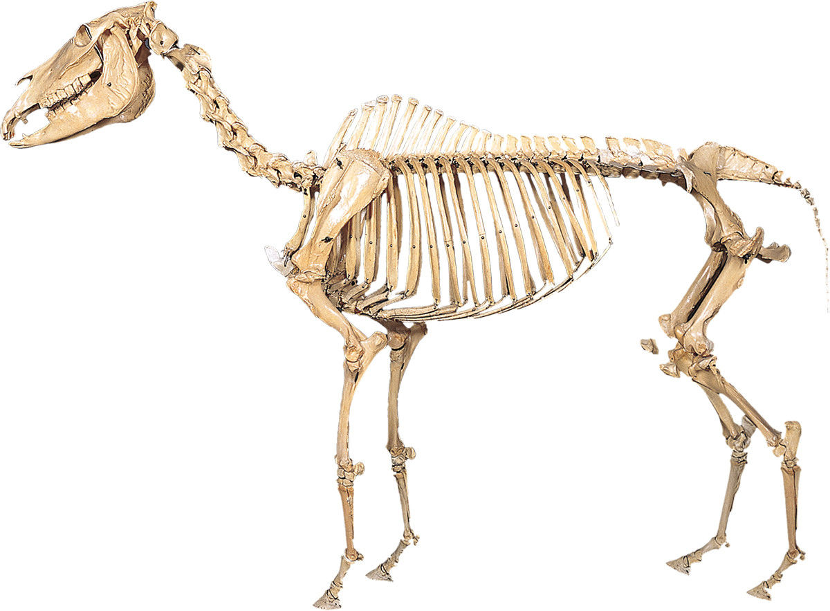 《最後の純血木曽馬「第三春山号」の骨格標本》