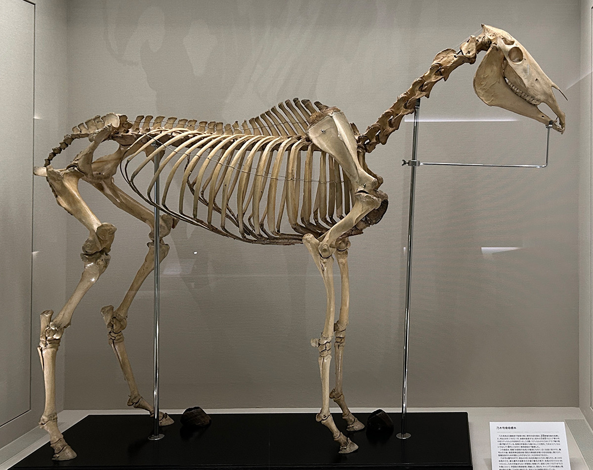 《乃木号骨格標本》