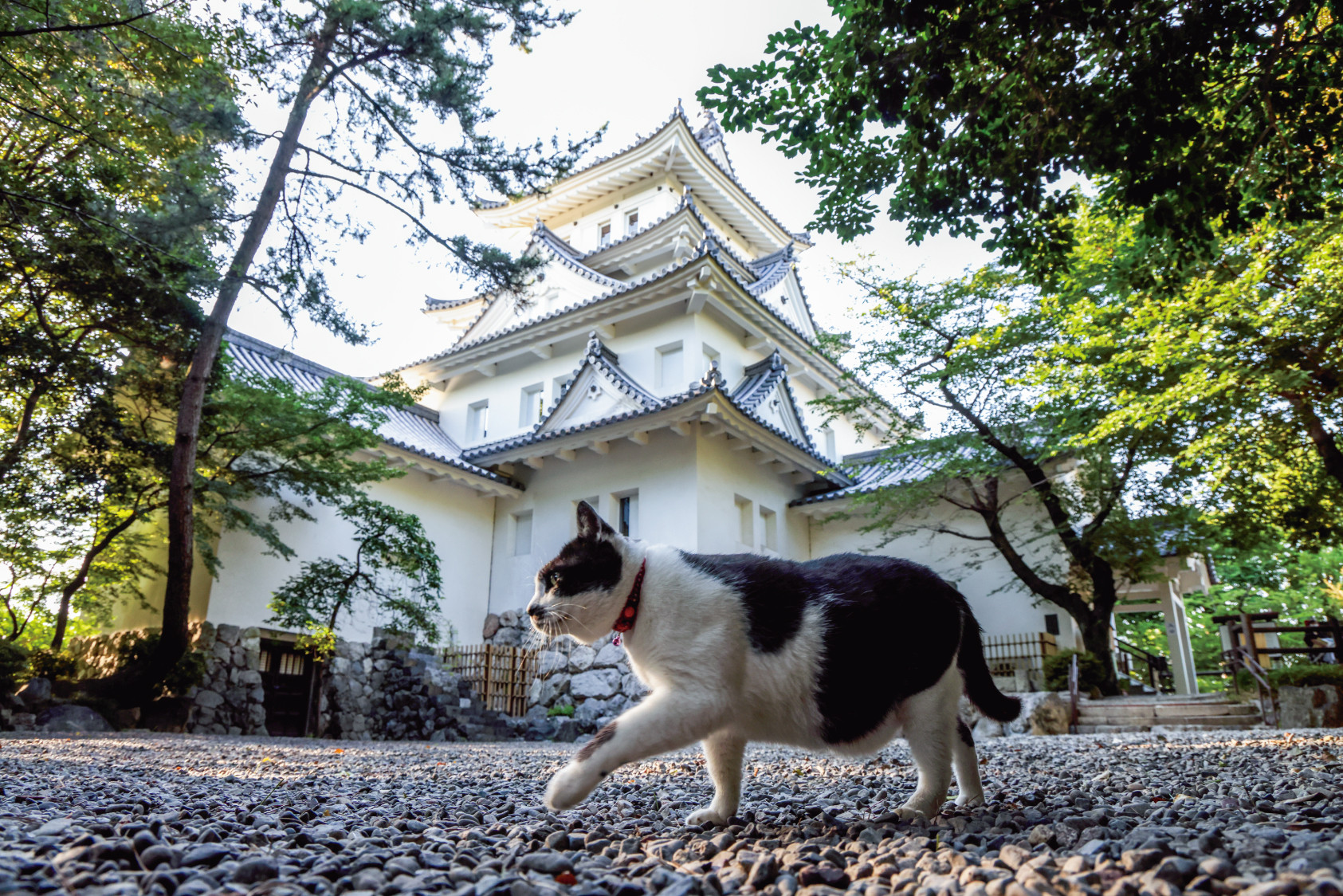 岩合光昭　ご当地ねこ　教会　広島高南〒風景印使用開始初日印 岩合光昭写真展 ご当地ねこ | 見どころ・チケット・口コミ | アイエム