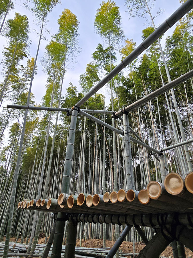 竹林を舞台にした黒川岳さんの『竹鳴林』　風にしなる竹の葉音や鳥の声、切り株の香りに時の流れを感じる