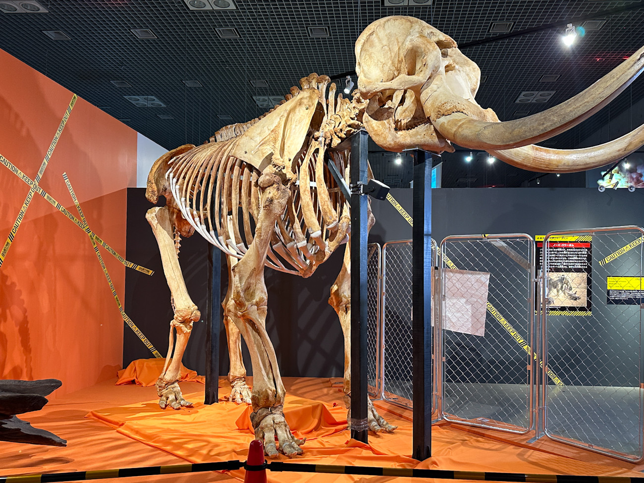 国立科学博物館 特別展「超危険生物展　科学で挑む生き物の本気」会場