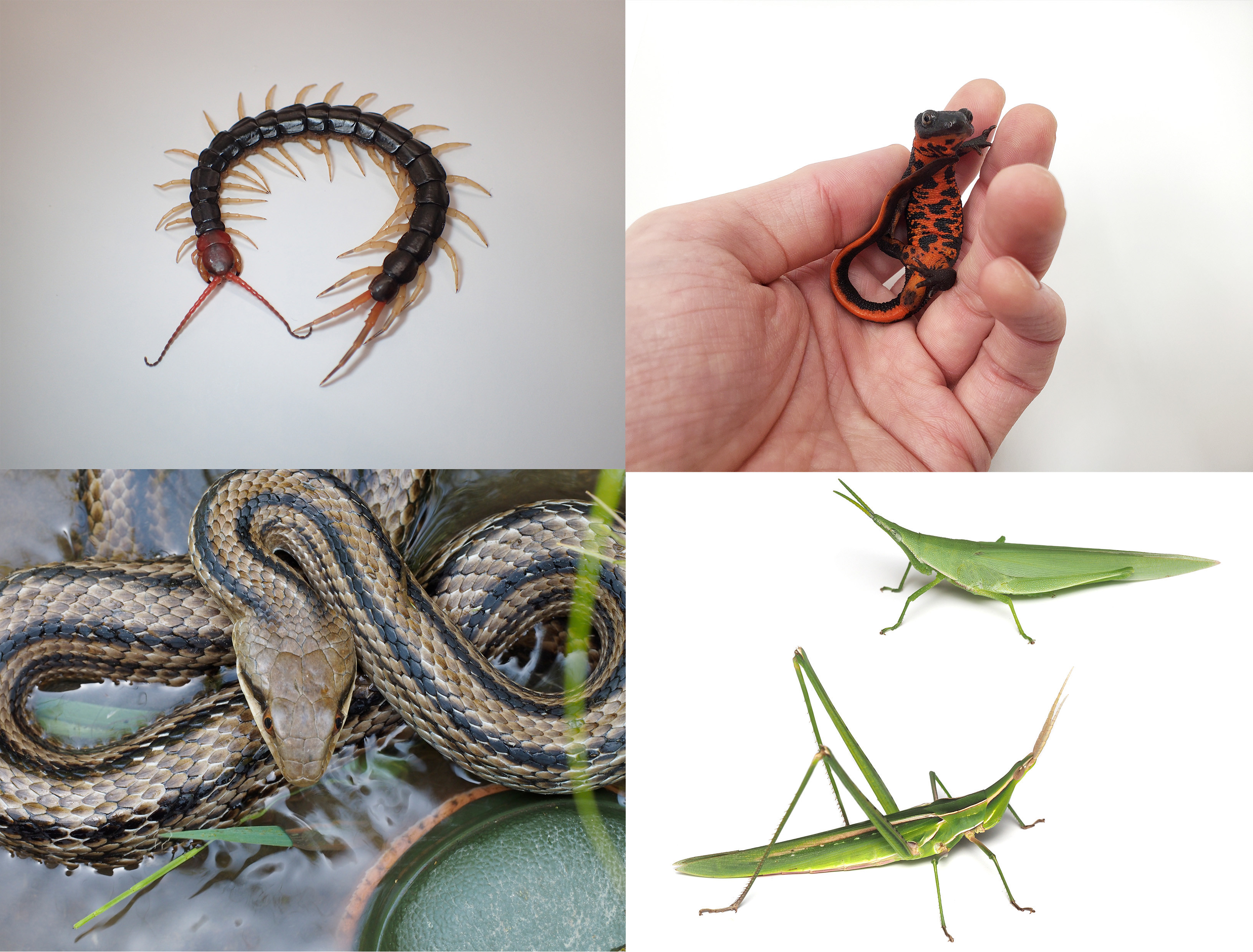 《千蟲戯画》に登場する、実際の生き物