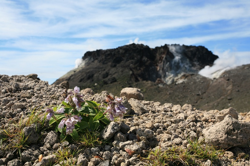 特集展示「はっけん！樽前山～登山道で出会う自然～」