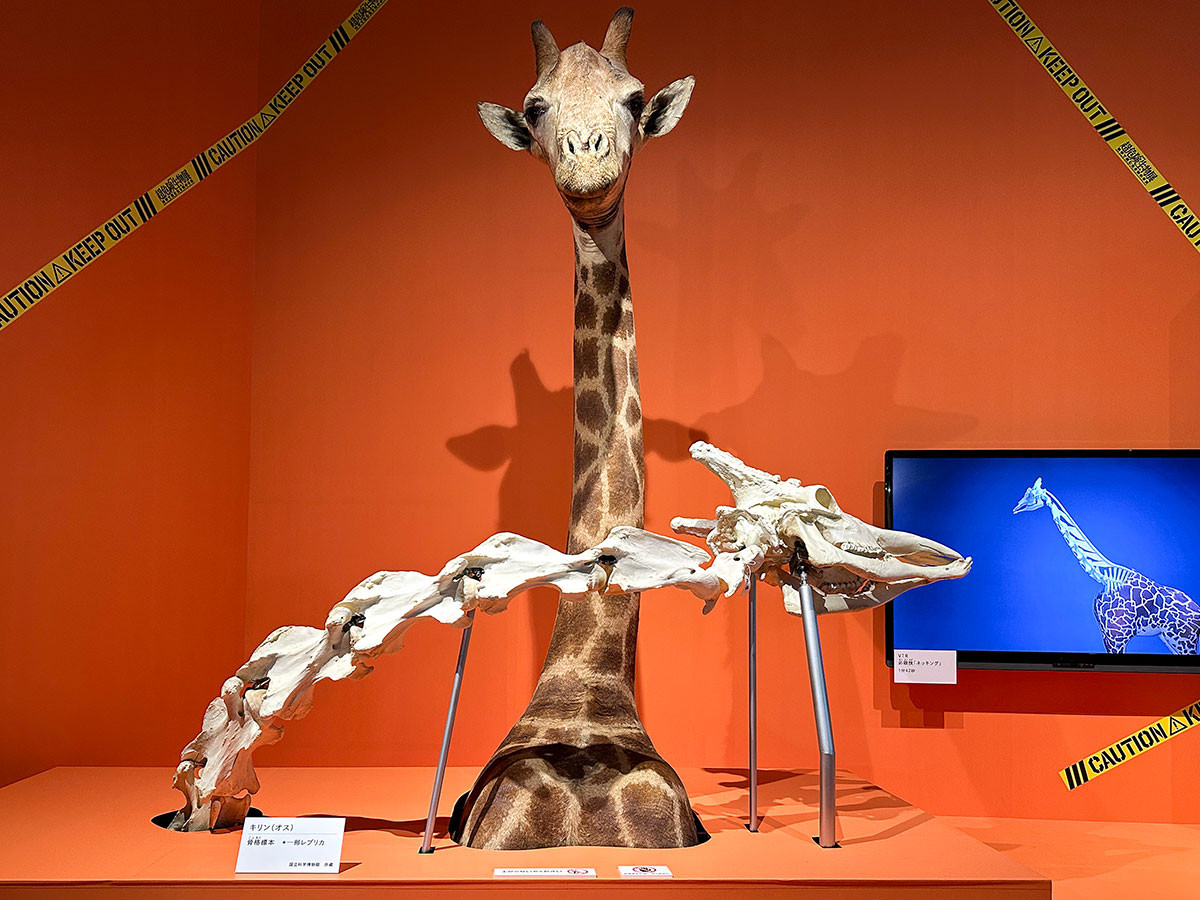 国立科学博物館 特別展「超危険生物展　科学で挑む生き物の本気」