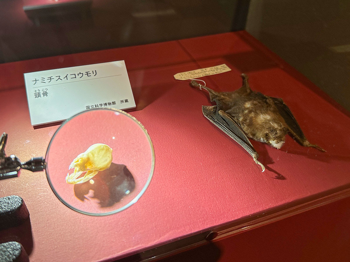 国立科学博物館 特別展「超危険生物展　科学で挑む生き物の本気」