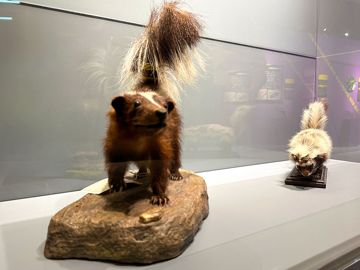 国立科学博物館 特別展「超危険生物展　科学で挑む生き物の本気」