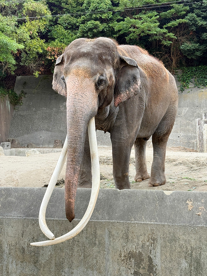 「マンモスのよう」といわれるボンの長い牙