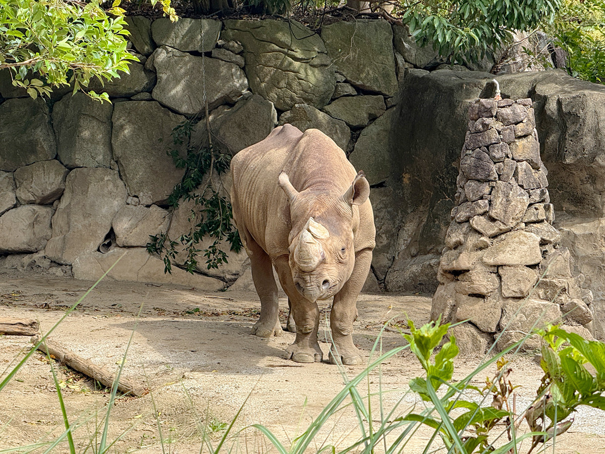 ヒガシクロサイ