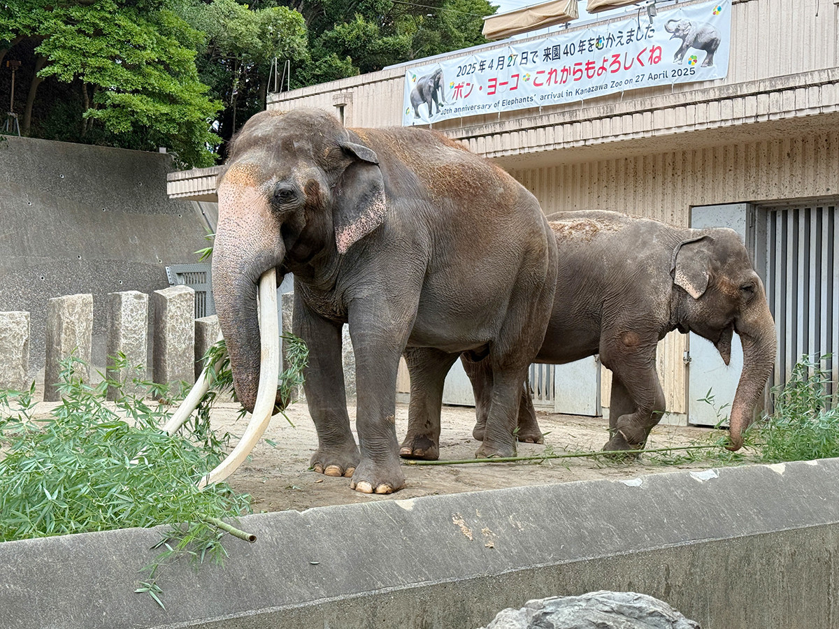 インドゾウ