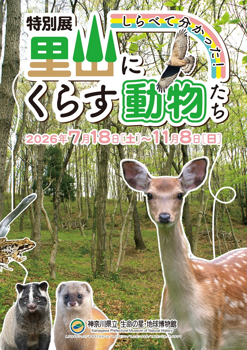 特別展「しらべて分かった！里山にくらす動物たち」