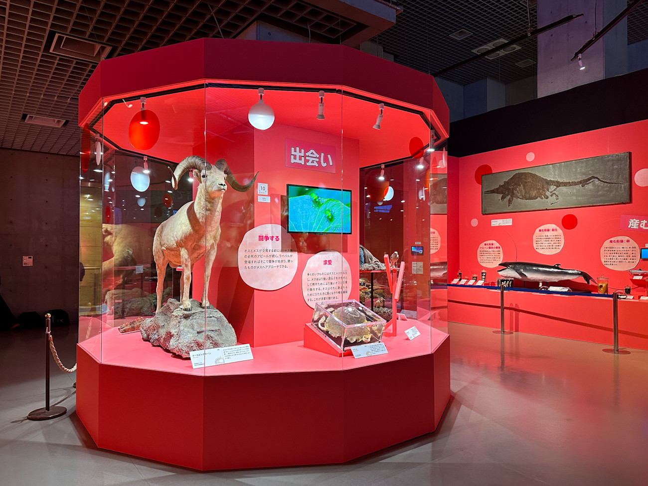 国立科学博物館 特別展「いきもの超ワールド展　国立科学博物館×ダーウィンが来た！」