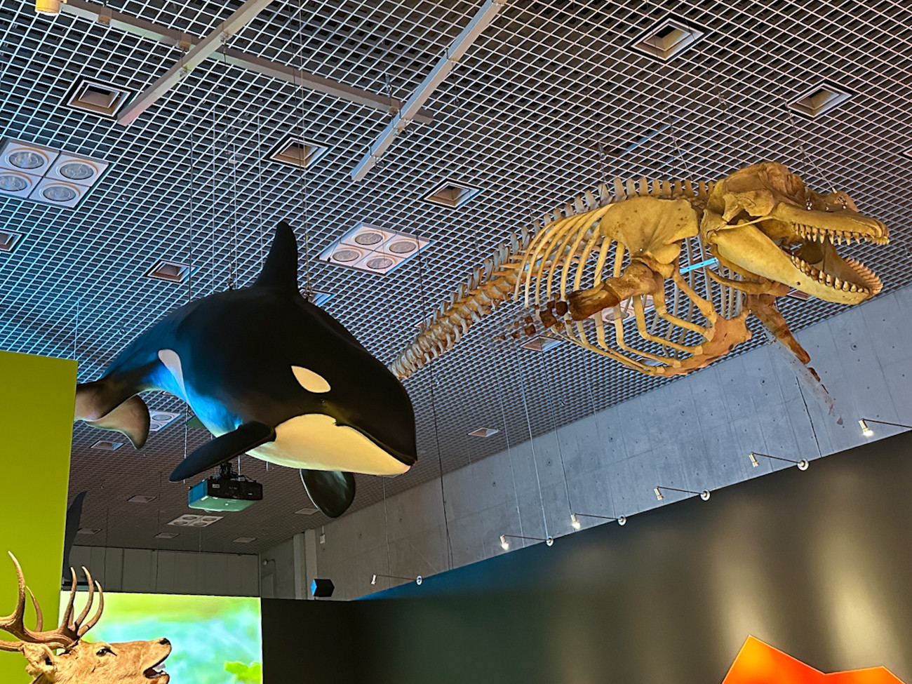 国立科学博物館 特別展「いきもの超ワールド展　国立科学博物館×ダーウィンが来た！」