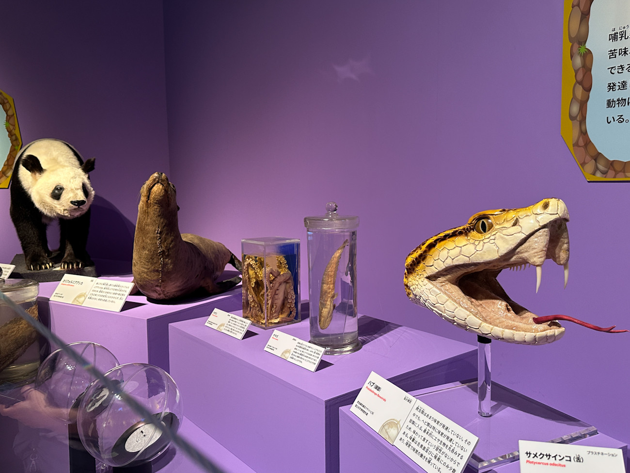 国立科学博物館 特別展「いきもの超ワールド展　国立科学博物館×ダーウィンが来た！」