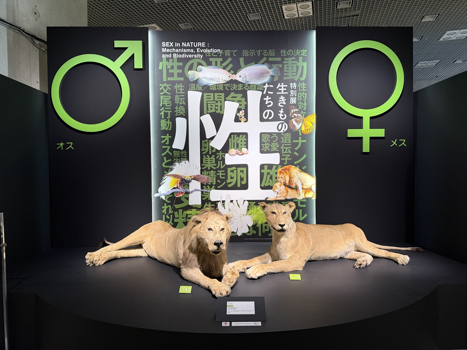 国立科学博物館「生きものたちの性」会場