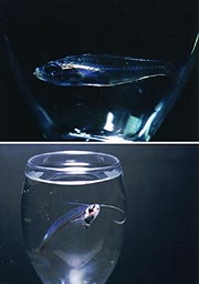 マンスリー水槽 透明な魚 インターネットミュージアム マンスリー水槽 透明な魚 インターネットミュージアム
