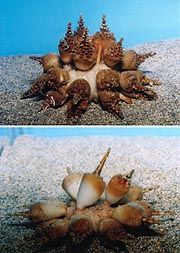 特別展示] ドングリウニとその仲間たち ～トゲの形から名前がついた