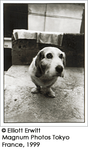 エリオット・アーウィット写真展　「We Love Dogs　犬はともだち」