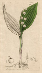 英国ボタニカル・アート 美しき植物の記録 | 展覧会 | アイエム