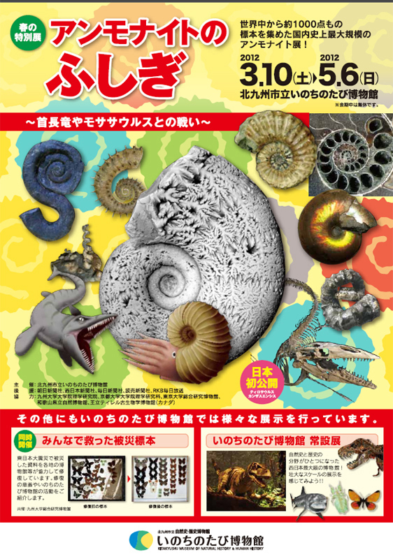 春の特別展「アンモナイトのふしぎ」 | 展覧会 | アイエム