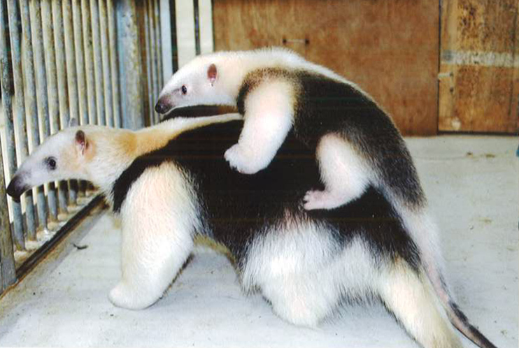 ミナミコアリクイの赤ちゃん公開 | 展覧会 | アイエム［インターネット