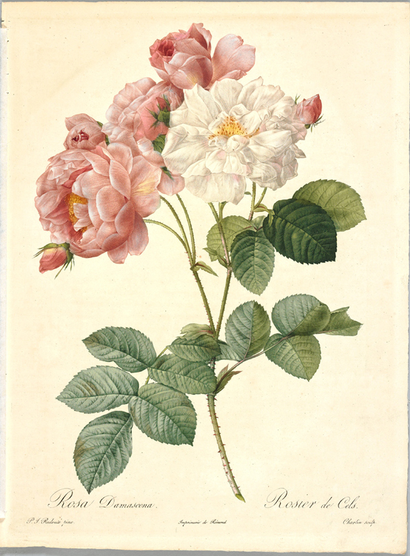 ピエール=ジョゼフ・ルドゥーテ 画集「Fairest Flowers」1987 洋書 ピエール＝ジョゼフ・ルドゥーテ Roses - メルカリ