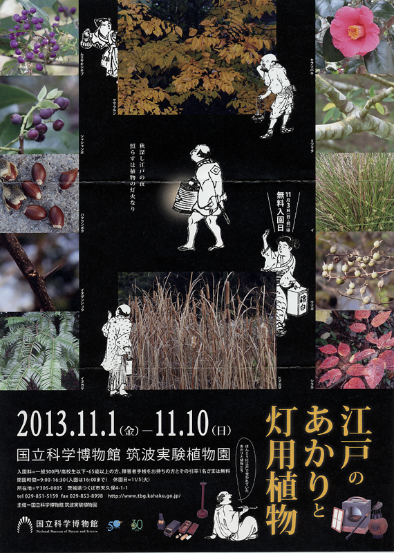 江戸のあかりと灯用植物 インターネットミュージアム