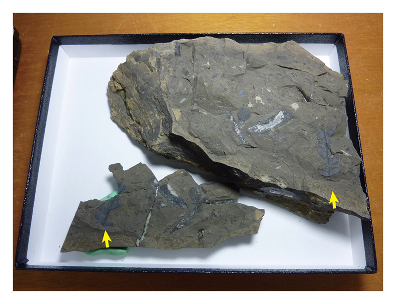 緊急速報展「篠山層群からみつかった小さな植物化石」 展覧会 アイエム[インターネットミュージアム]