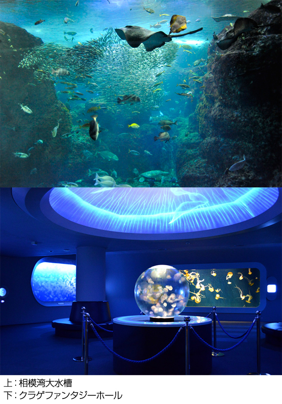 特別企画 「ナイトアクアリウム」