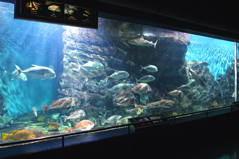 碧南海浜水族館・碧南市青少年海の科学館
