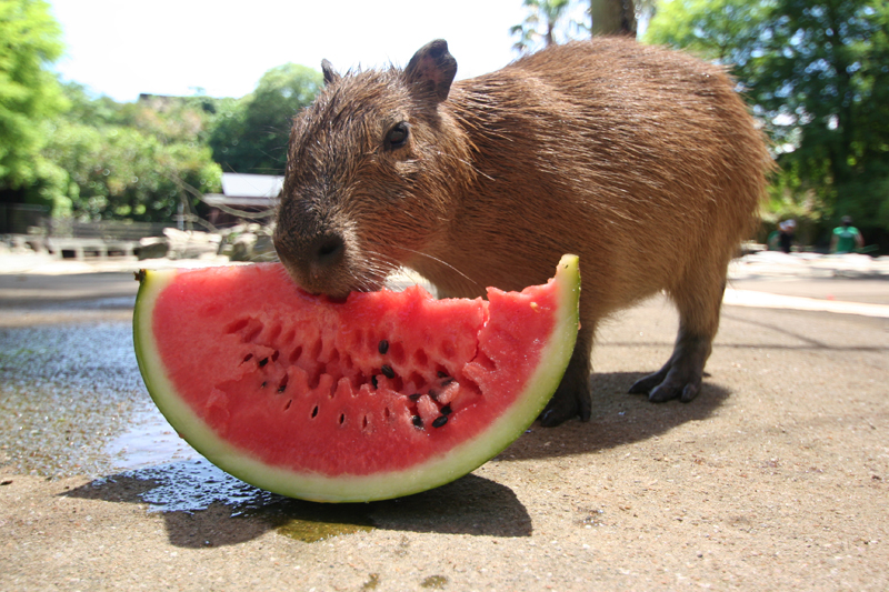 レッサーパンダのエサやり体験