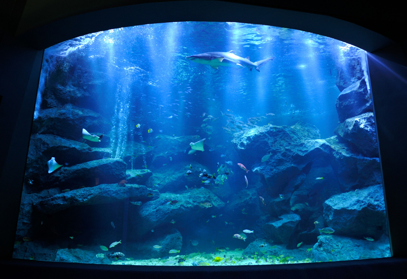 夏の粋。ここはお江戸の水族館