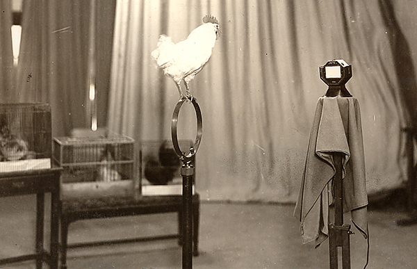 《元日に鶏の鳴き声を放送》