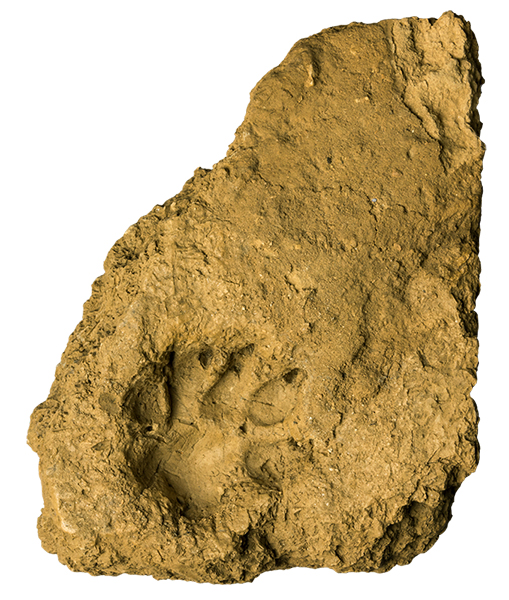 《犬の足跡がついた日干煉瓦》