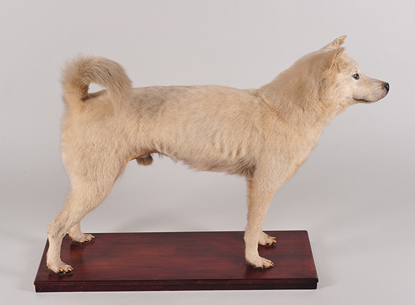 《紀州犬「美鬼秀」号》