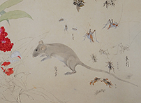 《写生図巻（夏図）》