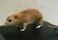 《アカネズミ》